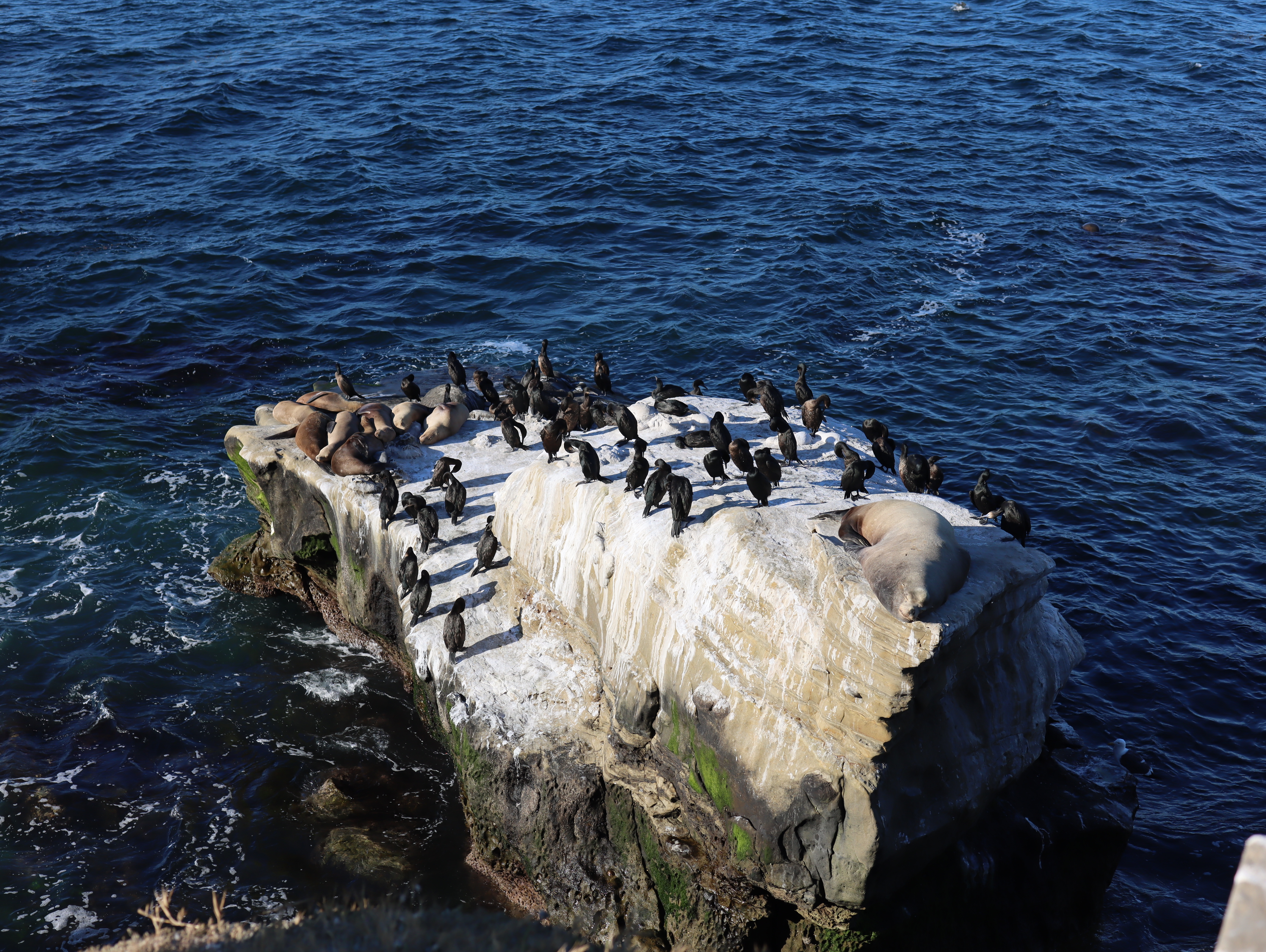 Seabirds and sea lions resting on a rock off the San Diego coast