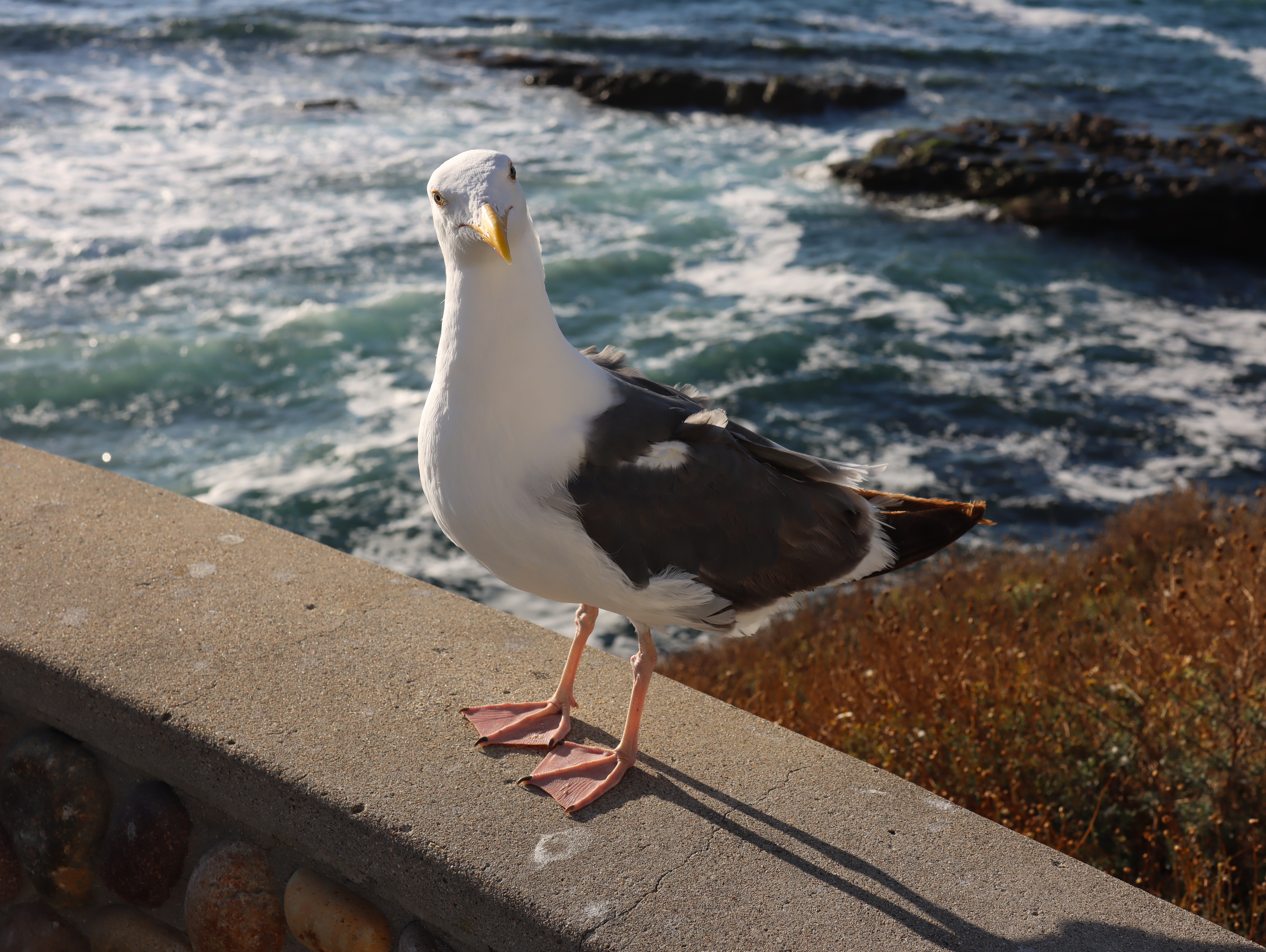San Diego scenery
